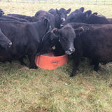 Ground Mineral Feeder with Herd of Cattle