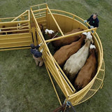 Cattle Feel Safe in a Sioux Steel Crowding Tub