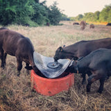 Ground Mineral Feeder Feeding Black Calves