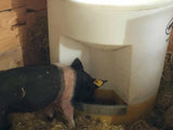 Utility Hog & Pig Waterer Sioux Steel Livestock