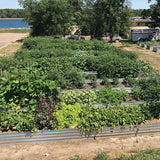 Vegetation for Community Growing in Garden Beds